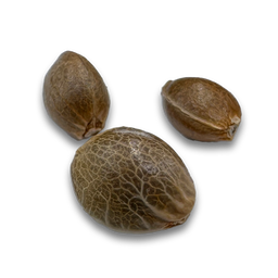 Cookies Samen Automatik Samen Lucky Hemp