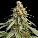 Silver Haze Steckling Steckling Lucky Hemp