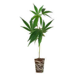 Critical + 2.0 Steckling Steckling Lucky Hemp   