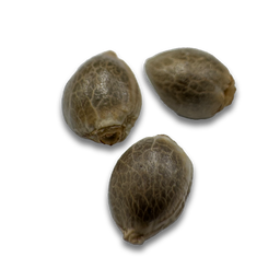 Strawberry Tart Samen Feminisiert Samen Lucky Hemp