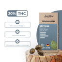 Critical Samen Feminisiert Samen Lucky Hemp