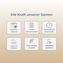 Critical Samen Feminisiert Samen Lucky Hemp