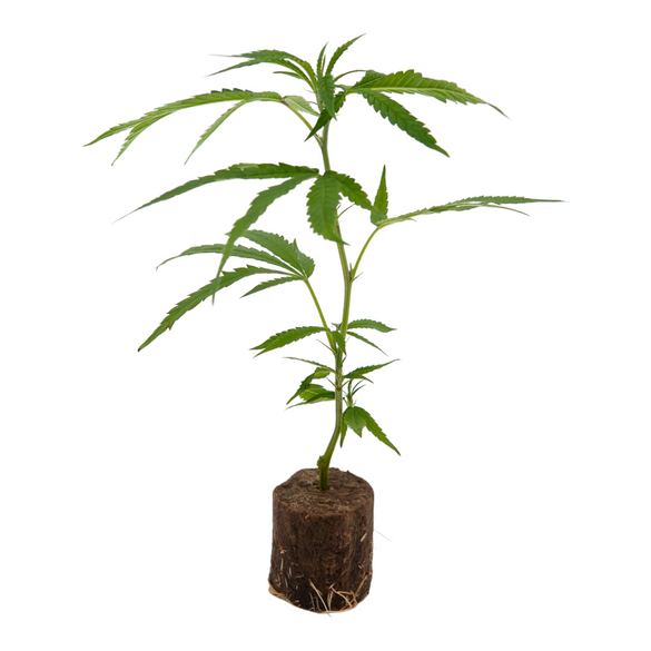 Amnesia Core Cut Steckling - Steinwollewürfel Steckling Lucky Hemp