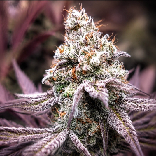 Dante’s Inferno Steckling Steckling Lucky Hemp