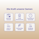 Do-Si-Dos x Runtz Samen Feminisiert Samen Lucky Hemp
