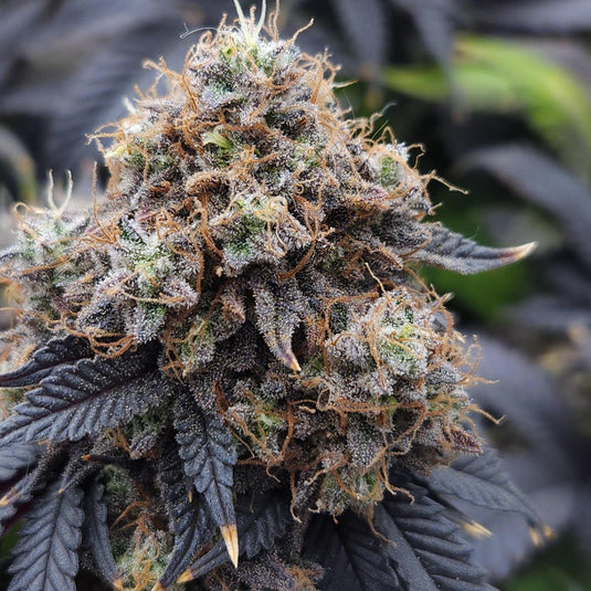 Do-Si-Dos Samen Feminisiert Samen Lucky Hemp