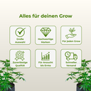 Eazy Plug 12er Tray Growzubehör Lucky Hemp