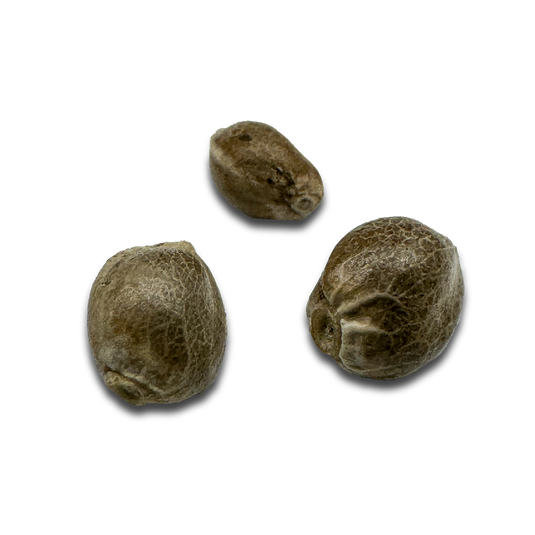 Eletta Campana CBD Samen Feminisiert Samen Lucky Hemp   