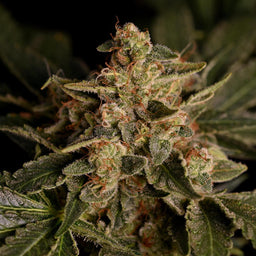 Forbidden Fruit Samen Feminisiert Samen Lucky Hemp