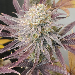 Forbidden Fruit Samen Feminisiert Samen Lucky Hemp