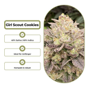 Girl Scout Cookies Steckling Steckling Lucky Hemp