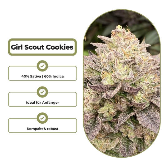 Girl Scout Cookies Steckling