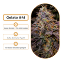 Gelato #41 Steckling Steckling Lucky Hemp