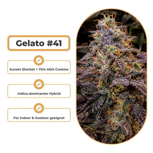 Gelato #41 Steckling Steckling Lucky Hemp
