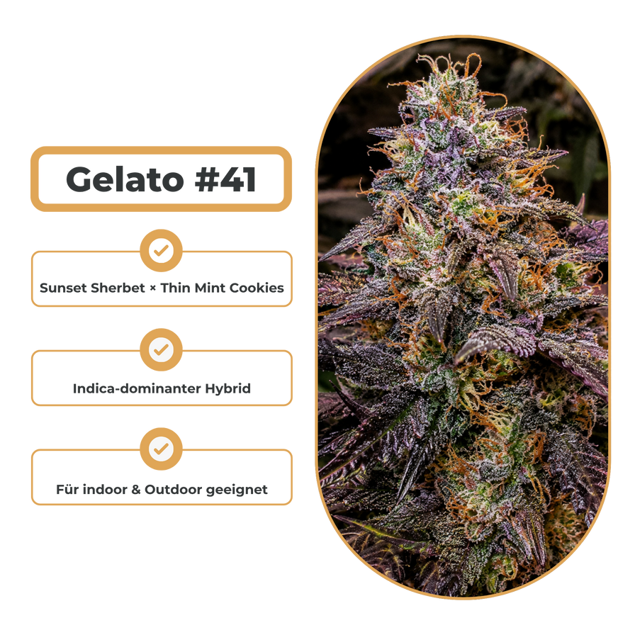 Gelato #41 Steckling Steckling Lucky Hemp