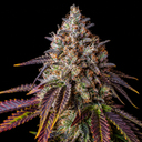 Gelato #41 Steckling Steckling Lucky Hemp