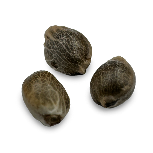 Gelato Samen Automatik Samen Lucky Hemp   