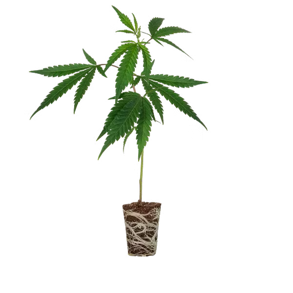 Girl Scout Cookies Steckling Steckling Lucky Hemp   