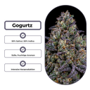 Gogurtz (Runtz Kreuzung) Steckling Steckling Lucky Hemp