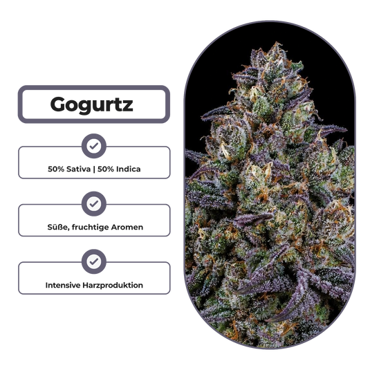 Gogurtz (Runtz Kreuzung) Steckling Steckling Lucky Hemp