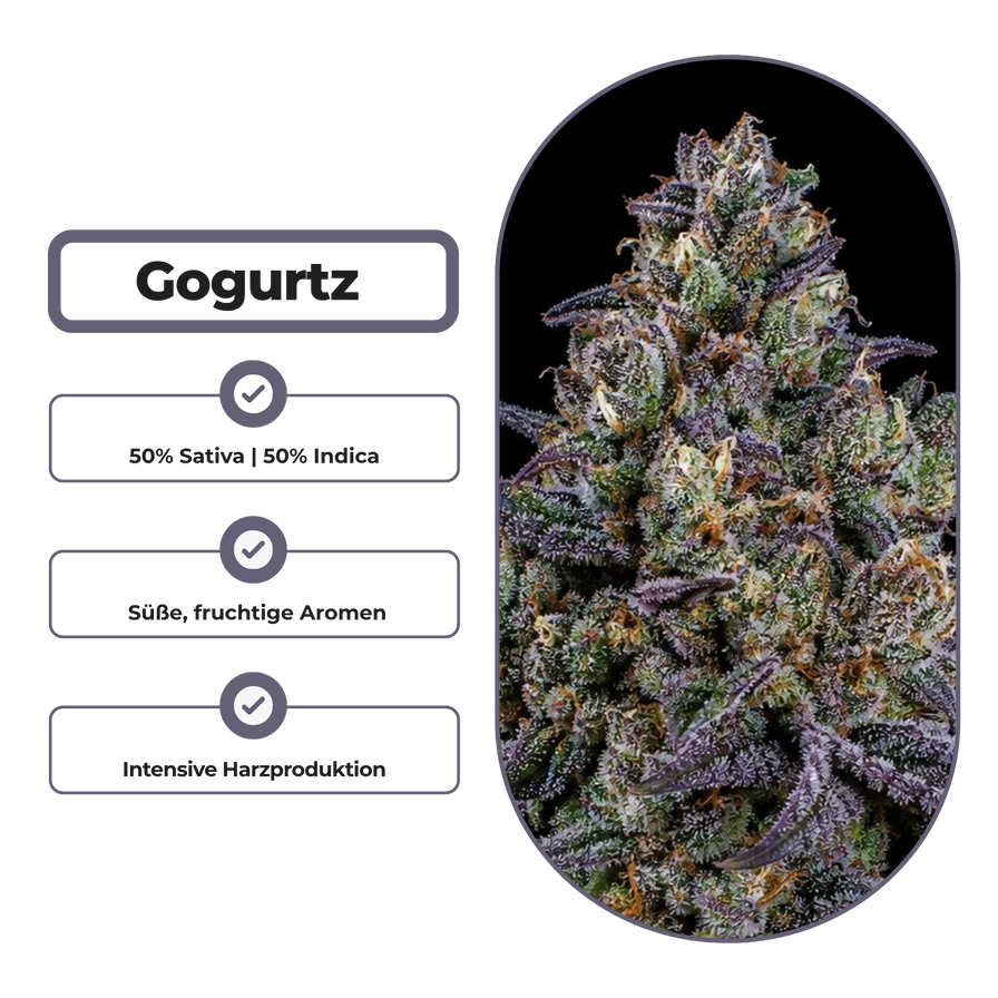 Gogurtz (Runtz Kreuzung) Steckling Steckling Lucky Hemp