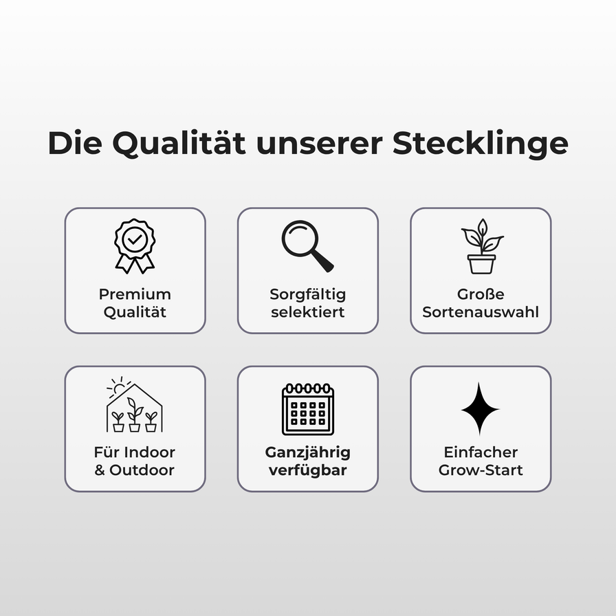 Gogurtz (Runtz Kreuzung) Steckling Steckling Lucky Hemp