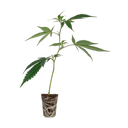 Gogurtz (Runtz Kreuzung) Steckling Steckling Lucky Hemp