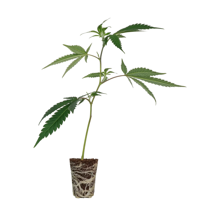 Gogurtz (Runtz Kreuzung) Steckling Steckling Lucky Hemp