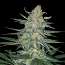 Gorilla Glue Samen Feminisiert Samen Lucky Hemp