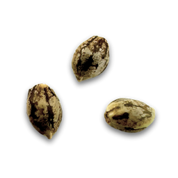 Banana Kush Samen Feminisiert Samen Lucky Hemp