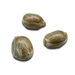 Honey M CBD Samen Feminisiert Samen Lucky Hemp   