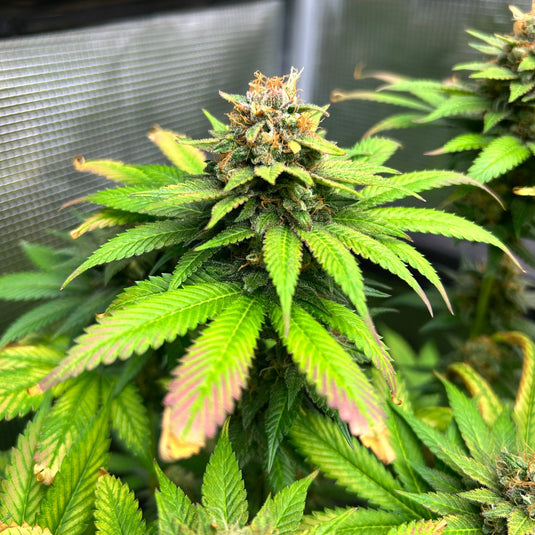 Chemdawg Samen Feminisiert Samen Lucky Hemp