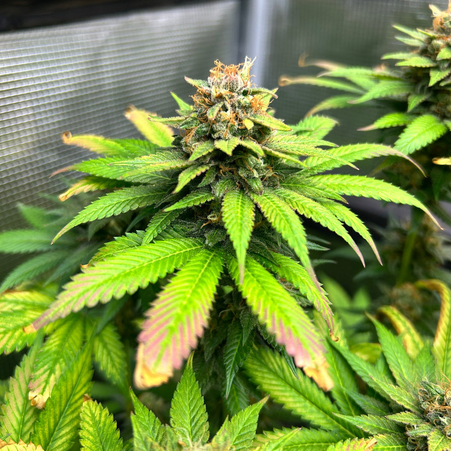 Chemdawg Samen Feminisiert Samen Lucky Hemp