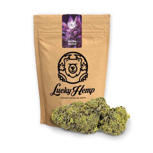 Purple Punch Ökopack Blüten Lucky Hemp
