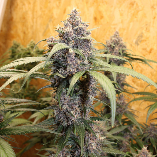 Skittlez Samen Automatik Samen Lucky Hemp