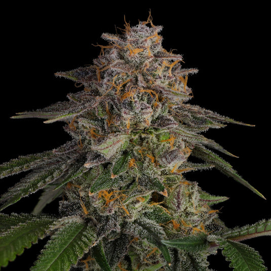 LA Kush Cake Samen Feminisiert Samen Lucky Hemp