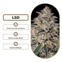LSD Steckling Steckling Lucky Hemp