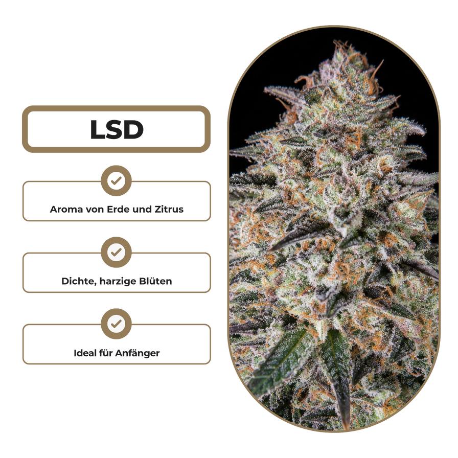 LSD Steckling Steckling Lucky Hemp