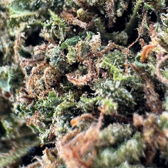 Gratis: Lemon Cherry Gelato Ökopack Blüten Lucky Hemp