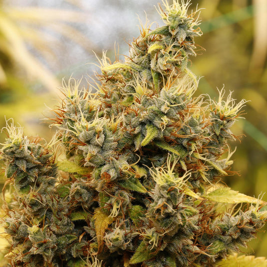 Lemon Thai CBD Samen Feminisiert Samen Lucky Hemp