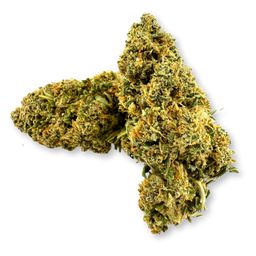 Lemon Kush Ökopack Blüten Lucky Hemp