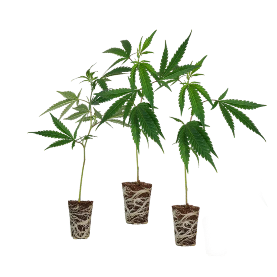 Cali Stecklingsset Steckling Lucky Hemp