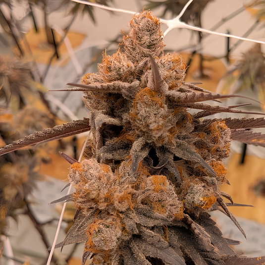 Wedding Cake Steckling Steckling Lucky Hemp