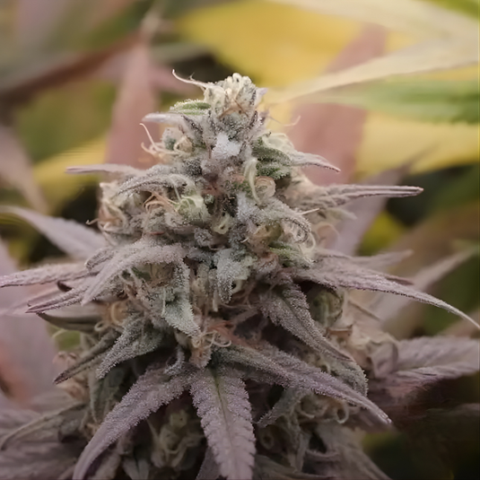 Tropicanna Poison Steckling Steckling Lucky Hemp