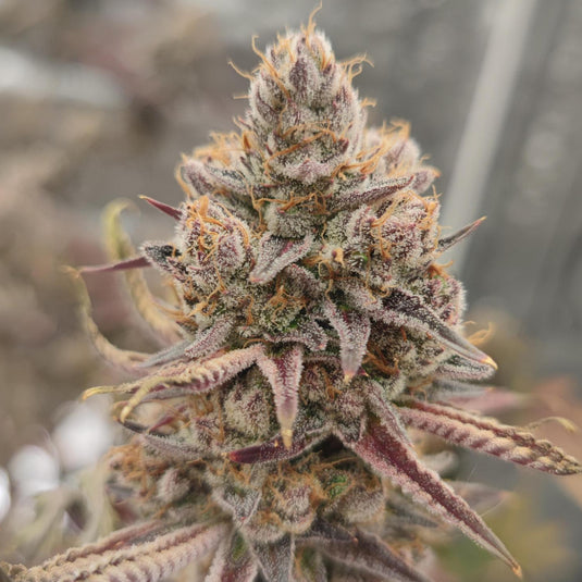 Love Steckling Steckling Lucky Hemp