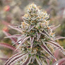 Love Steckling Steckling Lucky Hemp