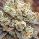 Love Steckling Steckling Lucky Hemp