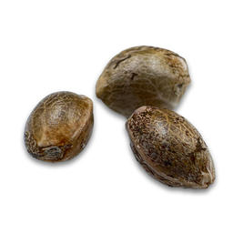 Tropical Cookies Samen Automatik Samen Lucky Hemp