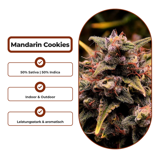 Mandarin Cookies Steckling Steckling Lucky Hemp