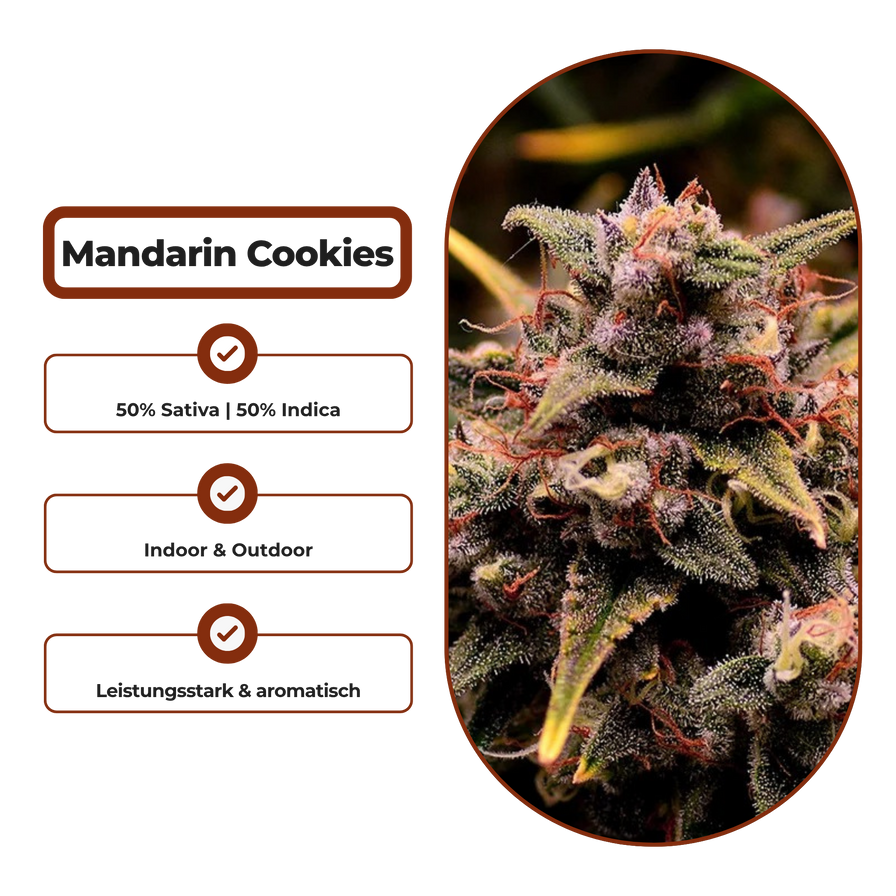 Mandarin Cookies V2 Steckling Steckling Lucky Hemp